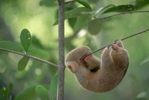 The Golden Mystery: Discovering the World’s Smallest and Most Enchanting Silky Anteater - image 5