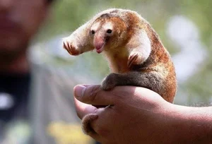 The Golden Mystery: Discovering the World’s Smallest and Most Enchanting Silky Anteater - image 3