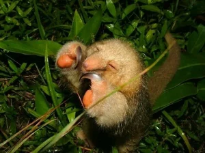The Golden Mystery: Discovering the World’s Smallest and Most Enchanting Silky Anteater - image 1