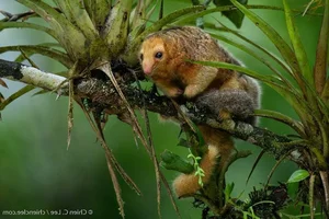 The Golden Mystery: Discovering the World’s Smallest and Most Enchanting Silky Anteater - image 6