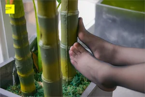 Jie Da Dream Talk 3: IESS Silk Foot Bento Series - image 32