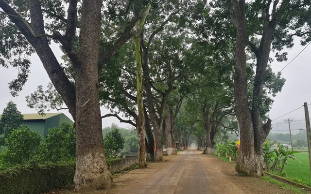Discover the Ancient Heritage Trees Guarding the Foot of the Sacred Mountain