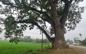 Discover the Ancient Heritage Trees Guarding the Foot of the Sacred Mountain - image 9
