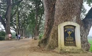 Discover the Ancient Heritage Trees Guarding the Foot of the Sacred Mountain - image 7