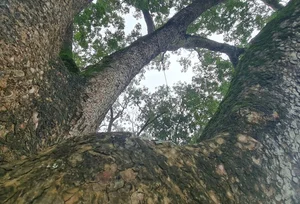 Discover the Ancient Heritage Trees Guarding the Foot of the Sacred Mountain - image 4