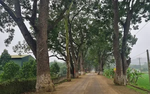 Discover the Ancient Heritage Trees Guarding the Foot of the Sacred Mountain - image 0