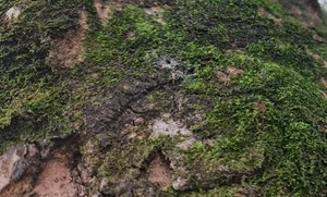 Discover the Ancient Heritage Trees Guarding the Foot of the Sacred Mountain - image 3