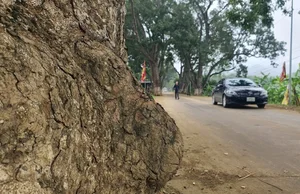 Discover the Ancient Heritage Trees Guarding the Foot of the Sacred Mountain - image 8
