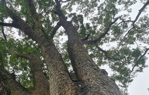 Discover the Ancient Heritage Trees Guarding the Foot of the Sacred Mountain - image 1