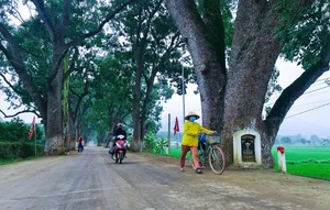 Discover the Ancient Heritage Trees Guarding the Foot of the Sacred Mountain - image 2