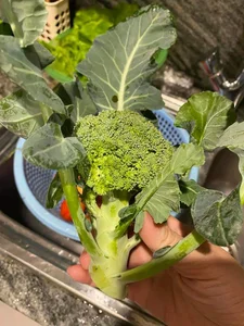 The Evolution of Vietnamese Beauty Icons: Addressing Plastic Surgery Rumors and Timeless Elegance in the Spotlight - image 1