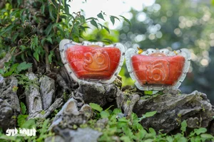 Vibrant Red Pomelo Harvest: A Symbol of Luck for Lunar New Year - image 7