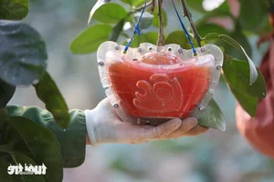 Vibrant Red Pomelo Harvest: A Symbol of Luck for Lunar New Year - image 8