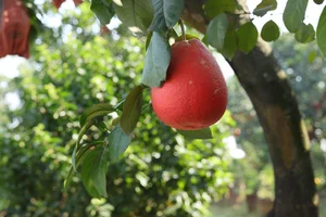 Vibrant Red Pomelo Harvest: A Symbol of Luck for Lunar New Year - image 3