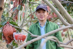 Vibrant Red Pomelo Harvest: A Symbol of Luck for Lunar New Year - image 0