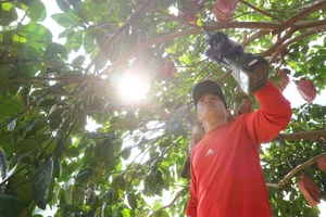 Vibrant Red Pomelo Harvest: A Symbol of Luck for Lunar New Year - image 6