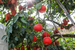Vibrant Red Pomelo Harvest: A Symbol of Luck for Lunar New Year - image 1