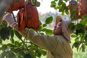 Vibrant Red Pomelo Harvest: A Symbol of Luck for Lunar New Year - image 5