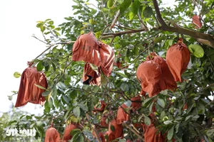 Vibrant Red Pomelo Harvest: A Symbol of Luck for Lunar New Year - image 9