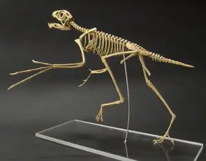 Epidexipteryx Dinosaur: Jurassic Creature with Peacock-like Feathers, Unique Teeth, and Avian Evolution Mystery - image 1