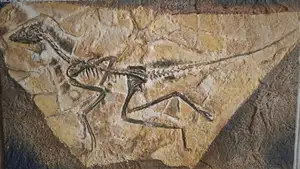 Epidexipteryx Dinosaur: Jurassic Creature with Peacock-like Feathers, Unique Teeth, and Avian Evolution Mystery - image 4