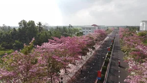 Exploring the 'Most Beautiful Pink Trumpet Tree Road' in Vietnam's Mekong Delta - image 0