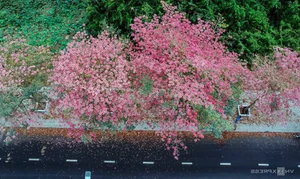 Exploring the 'Most Beautiful Pink Trumpet Tree Road' in Vietnam's Mekong Delta - image 6