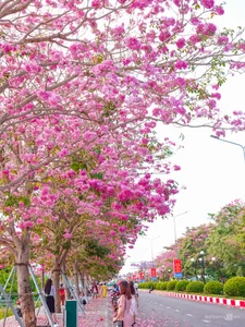 Exploring the 'Most Beautiful Pink Trumpet Tree Road' in Vietnam's Mekong Delta - image 4