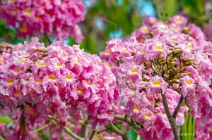 Exploring the 'Most Beautiful Pink Trumpet Tree Road' in Vietnam's Mekong Delta - image 3