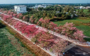 Exploring the 'Most Beautiful Pink Trumpet Tree Road' in Vietnam's Mekong Delta - image 9