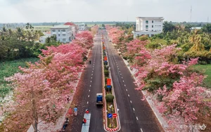 Exploring the 'Most Beautiful Pink Trumpet Tree Road' in Vietnam's Mekong Delta - image 2