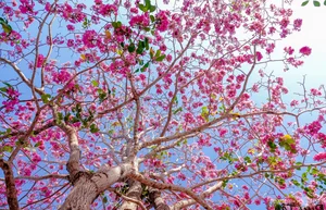Exploring the 'Most Beautiful Pink Trumpet Tree Road' in Vietnam's Mekong Delta - image 7
