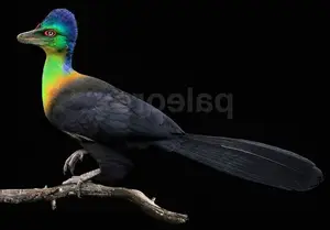 Unveiling the Most Vibrant Dinosaur: Feathered Evidence of Ancient Bird Evolution - image 5