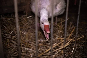 The Dark Reality Behind Luxury Delicacies: The Ethical Cost of High-End Dining - image 2
