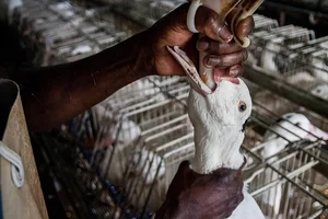 The Dark Reality Behind Luxury Delicacies: The Ethical Cost of High-End Dining - image 13