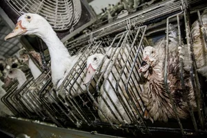 The Dark Reality Behind Luxury Delicacies: The Ethical Cost of High-End Dining - image 5