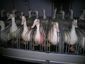 The Dark Reality Behind Luxury Delicacies: The Ethical Cost of High-End Dining - image 6