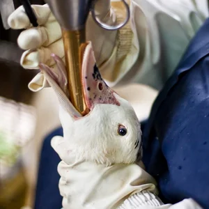 The Dark Reality Behind Luxury Delicacies: The Ethical Cost of High-End Dining - image 7
