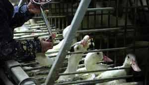 The Dark Reality Behind Luxury Delicacies: The Ethical Cost of High-End Dining - image 10