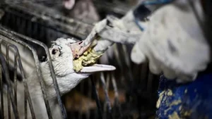 The Dark Reality Behind Luxury Delicacies: The Ethical Cost of High-End Dining - image 9
