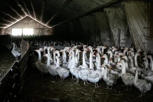 The Dark Reality Behind Luxury Delicacies: The Ethical Cost of High-End Dining - image 1