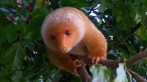 Uncover the Fascinating Truth About Oceania's Unique Cuscus - image 2