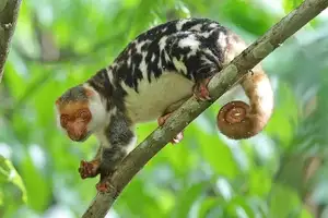 Uncover the Fascinating Truth About Oceania's Unique Cuscus - image 7