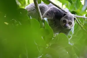 Uncover the Fascinating Truth About Oceania's Unique Cuscus - image 0