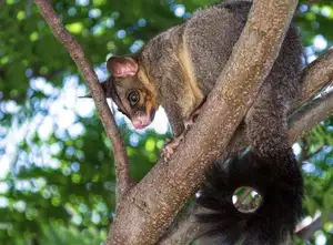 Uncover the Fascinating Truth About Oceania's Unique Cuscus - image 5