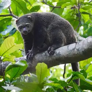 Uncover the Fascinating Truth About Oceania's Unique Cuscus - image 4