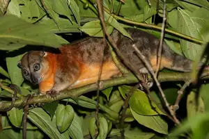 Uncover the Fascinating Truth About Oceania's Unique Cuscus - image 1