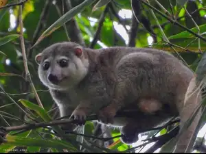 Uncover the Fascinating Truth About Oceania's Unique Cuscus - image 3