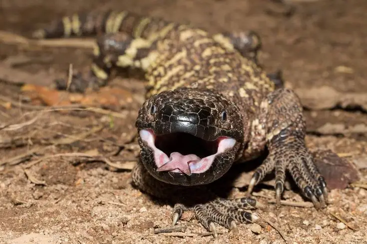 Unveiling the Fearsome Venom of Central America's Most Unique Mexican Beaded Lizard