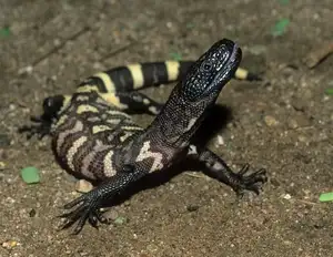 Unveiling the Fearsome Venom of Central America's Most Unique Mexican Beaded Lizard - image 2